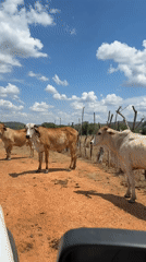 Burned fields, cattle documented in rural Venezuela