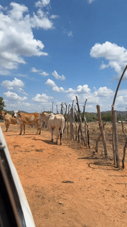 Burned fields, cattle documented in rural Venezuela