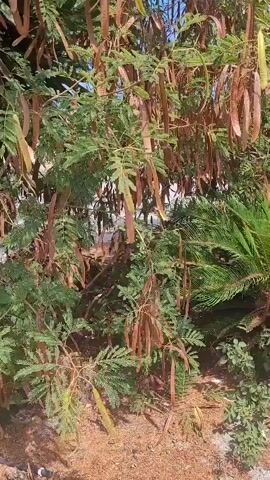 The video pans across a dense foliage of a tree bearing numerous long, slender seed pods that hang downwards. The pods vary in color from green to brown, indicating different stages of maturity. The leaves of the tree are small and feathery. Beneath the tree, a spiky, palm-like plant with dark green fronds is visible. The ground is covered with dry, reddish-brown organic material, likely fallen leaves and debris. Sunlight filters through the leaves, creating dappled lighting. The overall impression is a natural outdoor environment, possibly a garden or a woodland area.