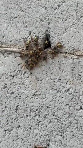 The video shows a close-up, eye-level shot of a cluster of yellow and black wasps gathered around a dark opening in a rough, grey concrete wall. The wasps are in various positions, some clustered together and others with wings spread, appearing to be entering or exiting the hole. The lighting suggests it is daytime, and the focus is sharp on the insects and the texture of the concrete.