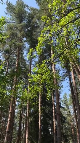 The video shows a low-angle view looking up at tall trees in a forest. The trees are mostly pine trees, with some deciduous trees interspersed. The leaves on the deciduous trees are bright green, indicating it is likely spring or summer. The sky is visible through the branches and is a clear blue. The lighting suggests it is daytime, possibly late morning or early afternoon. There are no people or animals visible in the video, and no discernible action is taking place other than the gentle sway of the branches, possibly due to a slight breeze. The scene is serene and natural.
