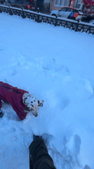 Dalmatian in snowsuit plays at Moscow's Gorky Park