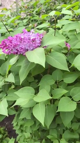 A close-up shot of a flowering lilac bush shows a cluster of purple blossoms surrounded by vibrant green leaves. The bush is dense with foliage, and the camera appears to be slightly tilted upwards. The lighting suggests an outdoor environment, possibly during the daytime. The overall scene is one of natural beauty, focusing on the delicate details of the flowers and leaves.