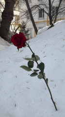 Rose found in snow during Moscow winter morning