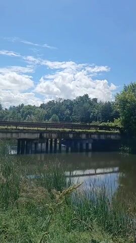 This is a vertical, handheld video shot on a sunny day with a bright blue sky and scattered white clouds. The camera pans slightly to the right, revealing a body of water with reflections of the sky and surrounding trees. In the foreground, tall green grass and cattails grow along the water's edge. A concrete bridge with multiple pillars spans the water, with trees lining the far bank and a hint of buildings in the distance. The scene is peaceful and natural.