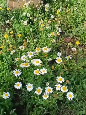 A medium shot video captures a patch of daisies and yellow wildflowers in a sunny outdoor setting. The flowers are in full bloom, with white petals and yellow centers, interspersed with green leaves and stems. The sunlight suggests it is daytime, likely morning or afternoon, and the greenery indicates a warm season. The scene appears to be a natural garden or field in Vodinskiy, Russia, with no discernible people or man-made objects in the immediate frame, apart from a hint of a wooden structure in the upper left corner. The overall impression is one of natural beauty and tranquility. The video is silent, with no audio to provide further context or emotional cues.