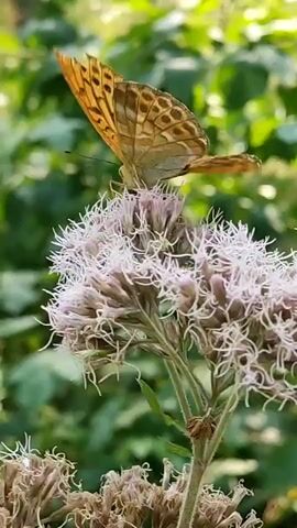 A close-up video shows a brown butterfly with orange and black markings perched on a cluster of light pink flowers. The butterfly's wings are partially open, revealing intricate patterns. The flowers have a wispy, feathery appearance. The background is blurred green foliage, suggesting an outdoor, natural setting. The butterfly remains stationary for the duration of the video.