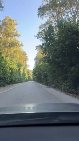 The media file shows a view from inside a vehicle driving on a paved road. The road is bordered on both sides by lush green trees and foliage, creating a tunnel-like effect. Sunlight filters through the leaves, casting dappled shadows on the road. The sky is clear and blue, suggesting a pleasant day. A yellow line marks the edge of the road on both sides, and a white line delineates the center. In the distance, the road appears to curve slightly, leading further into the green landscape. A small, rectangular sign is visible on the right side of the road in the middle distance. The overall scene evokes a sense of peaceful travel through a natural environment. The setting is identified as the Galil Elyon Regional Council in Israel. The time of day appears to be late afternoon or early evening, given the angle of the sunlight. There are no people or specific objects other than the road, trees, and a sign visible. The emotion conveyed is one of tranquility and the beauty of nature. No discernible text is readable in the video.