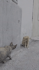 Sphynx and tabby cats hanging out on Baku's stone streets