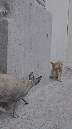 Sphynx and tabby cats hanging out on Baku's stone streets