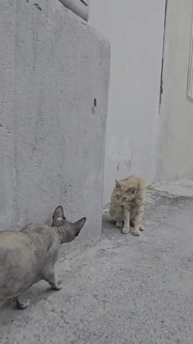 Sphynx and tabby cats hanging out on Baku's stone streets