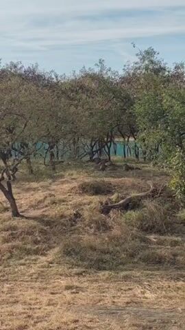 The video shows a sparsely wooded area with dry, brown grass covering the ground. There are various trees and bushes with green foliage scattered throughout the scene. In the distance, through the trees, there is a blue structure or fence visible. There are a few animals, possibly deer or similar creatures, lying down or standing in the dry grass area. The sky is blue with some wispy clouds. The overall lighting suggests it is daytime.