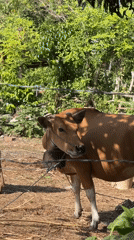 Cattle observed grazing in rural Kuta Selatan, Indonesia