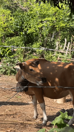 Cattle observed grazing in rural Kuta Selatan, Indonesia