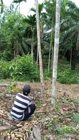 A person wearing a black and white striped shirt and a black baseball cap is crouching down in a clearing, appearing to be cutting down a tree with a chainsaw. The tree has already been partially cut and is beginning to fall. The surrounding area is dense with vegetation, including palm trees and other foliage. The ground is covered with leaves and debris.