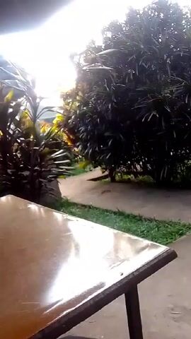 The video shows a table in the foreground, followed by a cement pathway leading into a garden or outdoor dining area. The pathway is lined with grass and various bushes and plants. In the distance, tables and chairs are visible under an awning. The camera remains stationary throughout the video.
