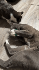 Two cats going after a green toy on a hardwood floor