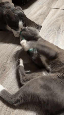 Two cats going after a green toy on a hardwood floor