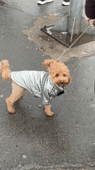 Poodle in silver jacket walks on wet Belgrade pavement