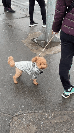 Poodle in silver jacket walks on wet Belgrade pavement