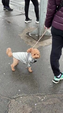 A medium shot shows a small, reddish-brown poodle wearing a shiny silver jacket on a wet, gray pavement. The dog is on a leash held by a person standing to the right of the frame, whose legs and torso are visible; they are wearing black pants and black and turquoise sneakers, along with a purple, puffy jacket. Other people are seen in the background walking by, and there is a metal post with a base near the center. The dog looks around.