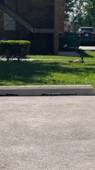 Goose spotted near dumpster in Morton Grove apartment complex
