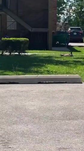 Goose spotted near dumpster in Morton Grove apartment complex