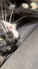 Cat with red collar spotted resting in Beverwijk home