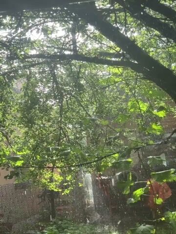 The video shows a view through tree branches and leaves looking towards a building. Sunlight filters through the leaves, and there is visible rain falling. In the background, part of a brick building and a fence are visible. There are some red objects in the background, possibly garbage bins or tarps. The overall impression is of a rainy day outdoors.