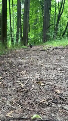 A small black dog with tan markings runs towards the camera on a dirt path in a forest. The dog is in focus and is the main subject of the video. The background is blurred and consists of trees with green leaves. The path is covered with dirt, leaves, and twigs. The lighting is natural and appears to be overcast or shaded by the trees.