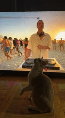 Cat watches beach DJ performance on screen in Serbia