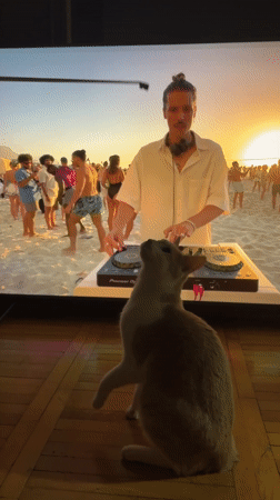 Cat watches beach DJ performance on screen in Serbia