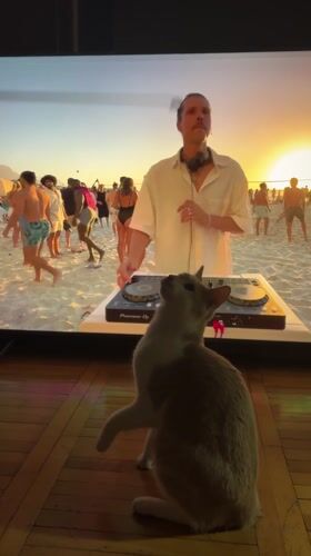 Cat watches beach DJ performance on screen in Serbia