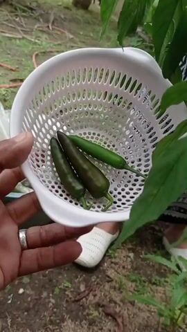 A person's hand, wearing a silver ring, holds a white plastic colander containing three green peppers. The peppers are dark green and appear to be jalapeños. One pepper is lighter green and thinner than the other two. The colander is tilted, allowing the peppers to rest inside. The background is out of focus, but appears to be an outdoor setting with dirt and green foliage. A white sock is visible on someone's foot in the lower right portion of the image.