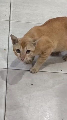 A ginger cat crouches on a tiled floor, looking down and to the left. It then looks up at the camera with large eyes. The floor is tiled with off-white square tiles, with dark grout lines. There are some small dark specks on the floor, possibly debris. The cat's fur is short and its tail is curled slightly upwards. The lighting is dim, casting a shadow of the cat on the floor.