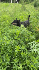 Dogs play and gather in Nizhny Tagil fields and porches