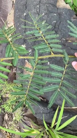 The video shows a close-up view of a plant with feathery leaves growing on a rocky surface. The plant has a thin, yellowish stem with small thorns. The leaves are compound, with many small leaflets arranged along a central stem. The rocky surface appears to be dark and rough, possibly volcanic rock. Some other green vegetation is visible in the background. The camera is moving slowly, panning across the plant and its surroundings. There are no people or animals visible in the video. The lighting suggests it is daytime, possibly outdoors in a natural setting.