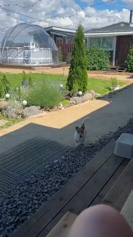 A small white dog with brown markings on its head and tail is on a wooden deck. The dog looks at the camera and wags its tail. In the background, there is a garden with a greenhouse, a fence, and trees. The sun is shining and there are shadows on the ground.