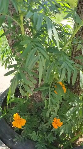 The video shows a close-up of a marigold plant with green, feathery leaves and bright orange flowers. The plant is growing in a black tire planter near the base of a tree with rough bark. In the background, there is a paved pathway, more greenery, and a distant view of mountains and buildings under a bright sky. The camera pans slightly and zooms in on the marigold flowers.