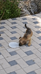 Puppy explores a tiled walkway in Căușeni, Moldova