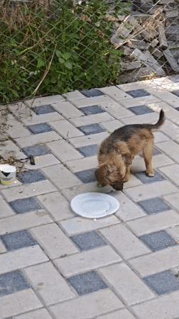 Puppy explores a tiled walkway in Căușeni, Moldova