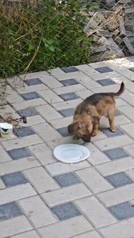 A small, brown and black puppy is seen drinking from a white paper bowl placed on a patterned tiled ground. The puppy then moves away from the bowl and walks towards a white plate. The scene appears to be outdoors, with a chain-link fence and some greenery visible in the background. The lighting suggests it is daytime.