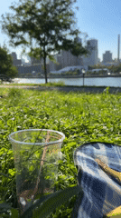 Sunny afternoon along the East River at a NYC riverfront park