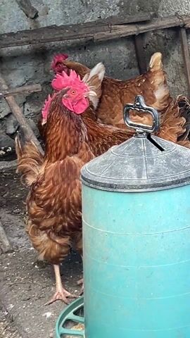 The video shows a small group of brown chickens standing close together in a dirty, enclosed area. Three chickens are prominently in the foreground with bright red combs. One hen pecks at the ground while another is partially obscured behind her. A blue plastic water container stands on the right. A rudimentary wooden structure forms part of the backdrop against a rough, grey concrete wall. The sound of a chicken squawking is audible.