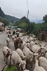 Mixed herd of sheep and goats travels paved road in Mansari