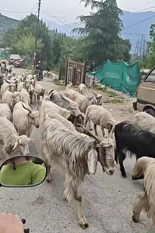 The video shows a large herd of sheep and goats walking down a paved road. The animals are mostly white, but there are also some black and gray ones. The road is lined with trees and buildings, and there are some cars and scooters parked on the side of the road. A school bus is also visible further up the road. The person filming the video is riding a scooter, and they are honking the horn to warn other drivers of the animals. The sky is overcast.