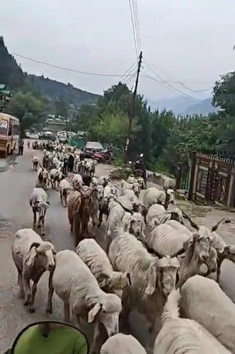 Mixed herd of sheep and goats travels paved road in Mansari