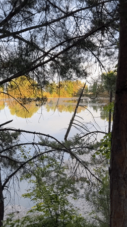 Man filmed looking skyward with awe in Russian woodland