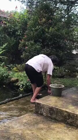 A person wearing a white short-sleeved shirt, black shorts, and sandals is standing on a wet concrete surface next to a small pond.  They are bent over, reaching into the pond with their right hand, and there is a green bucket sitting on the concrete surface to their right.  The pond is surrounded by greenery, including trees, bushes, and flowers. Water is flowing on the concrete surface. The background includes more greenery and what appears to be the corner of a building.
