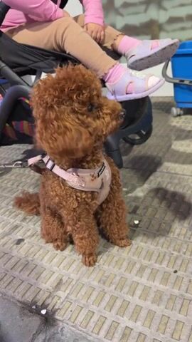 A small brown poodle wearing a pink harness sits on a patterned tiled surface. A person's legs are visible in the background, with the person sitting in a stroller. The person is wearing tan pants and pink sandals.